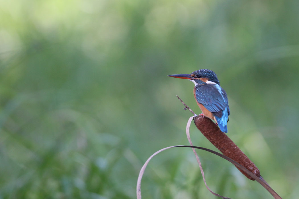 今回から鳥見は主にＥＯＳ７Ｄ　連写はとても早いです　動画が撮れるのもおもしろいね